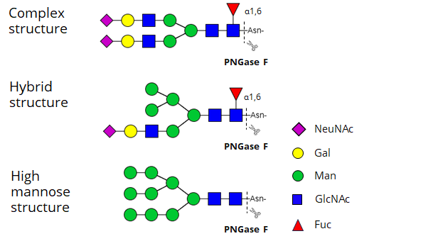 PNGase F enzyme mechanisms