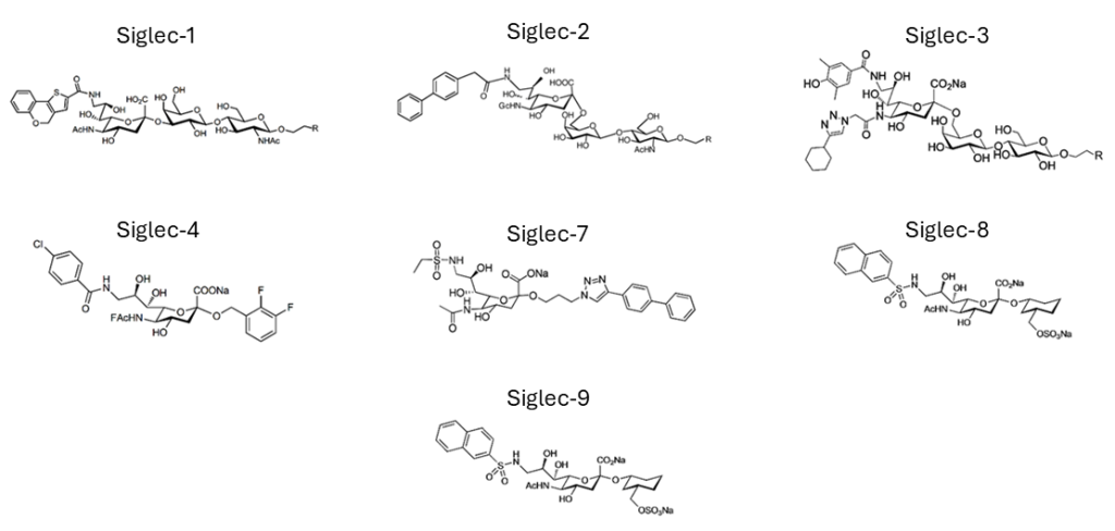 Glycan ligands for cell- and tissue-specific targeting - Asparia Glycomics